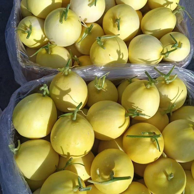 星甜二十四小蜜蜂甜瓜基地