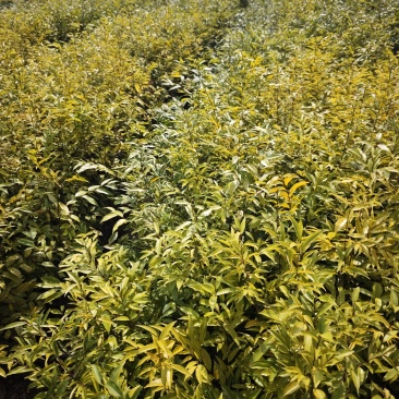 红锥，木荷