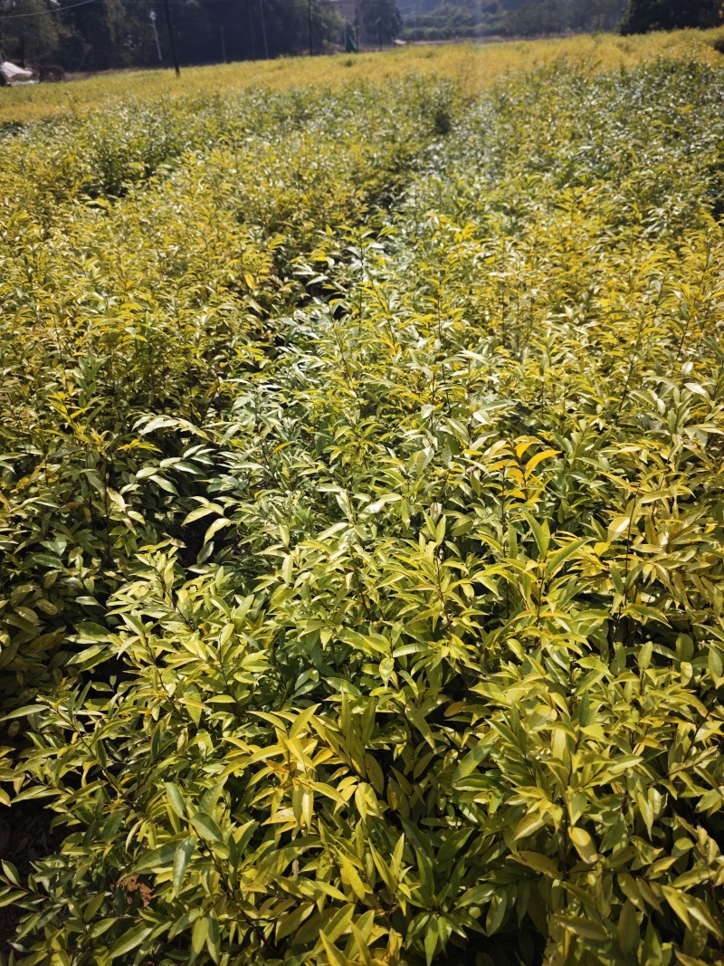 红锥，木荷