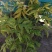 河北定州金叶接骨木花灌木绿化苗木树苗一手货源