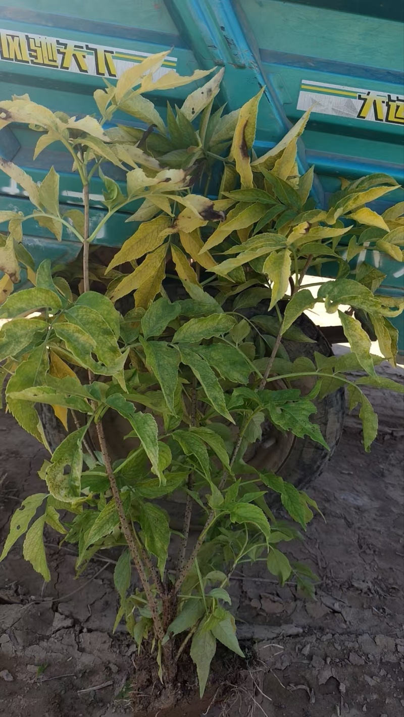 河北定州金叶接骨木花灌木绿化苗木树苗一手货源