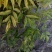 河北定州金叶接骨木花灌木绿化苗木树苗一手货源