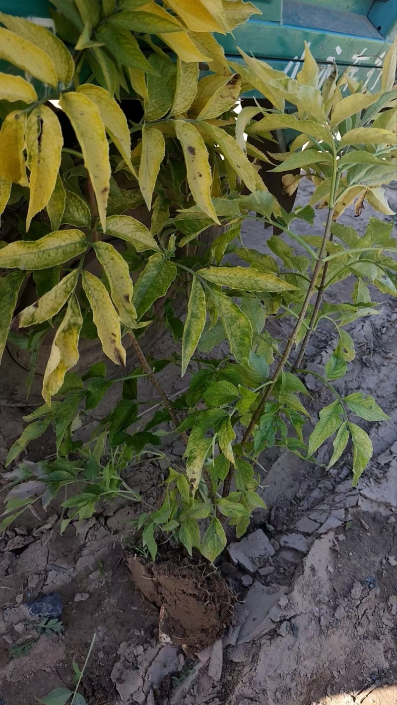 河北定州金叶接骨木花灌木绿化苗木树苗一手货源