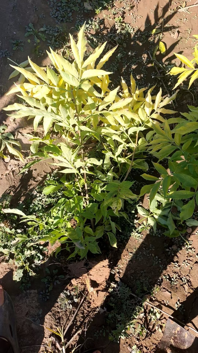 河北定州金叶接骨木花灌木绿化苗木树苗一手货源