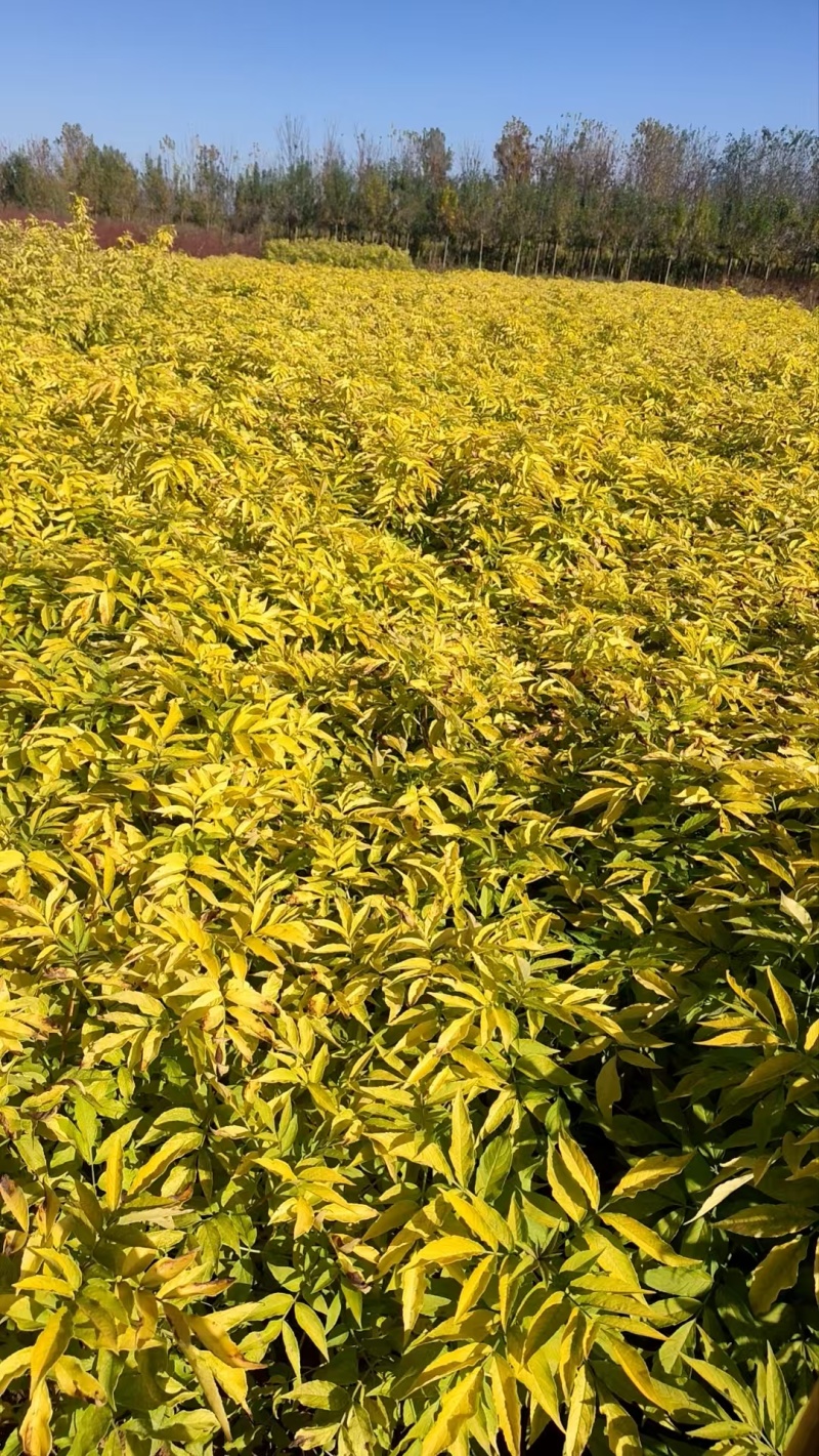 河北定州金叶接骨木花灌木绿化苗木树苗一手货源