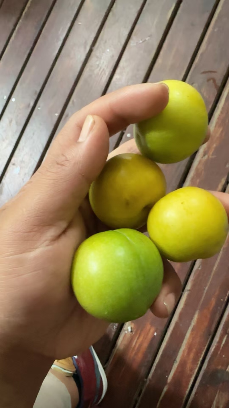 正宗蜂糖李电商供货下单秒发，商品预售，发货期六月初，需要