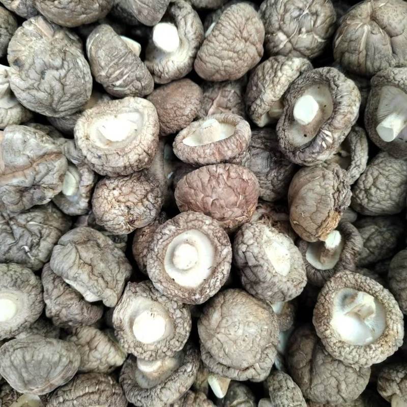 包邮春栽冬菇优质面菇肉厚形状好产地直供