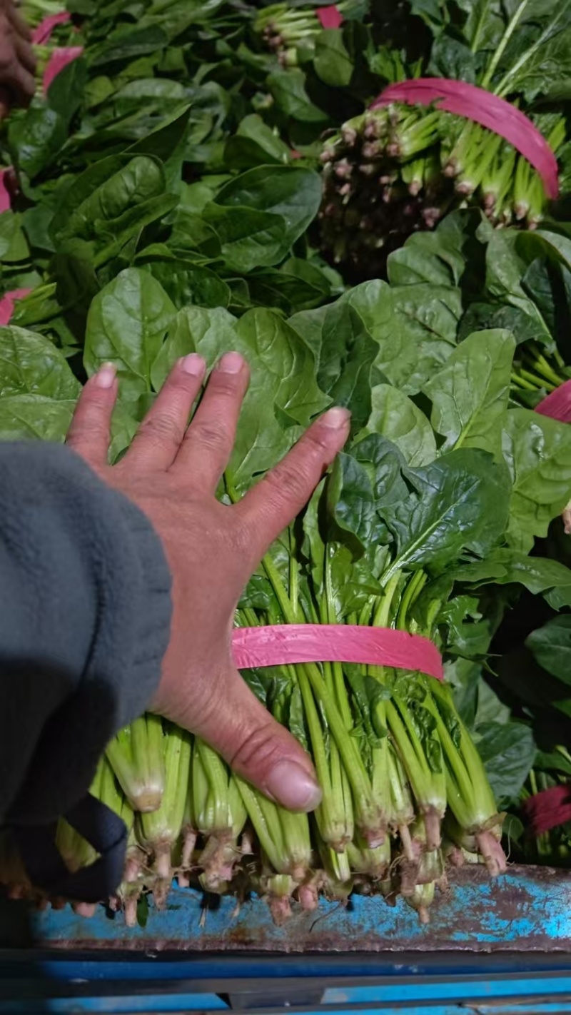 山东鄄城菠菜/大叶菠菜/产地一手货源/大量供应/欢迎来电