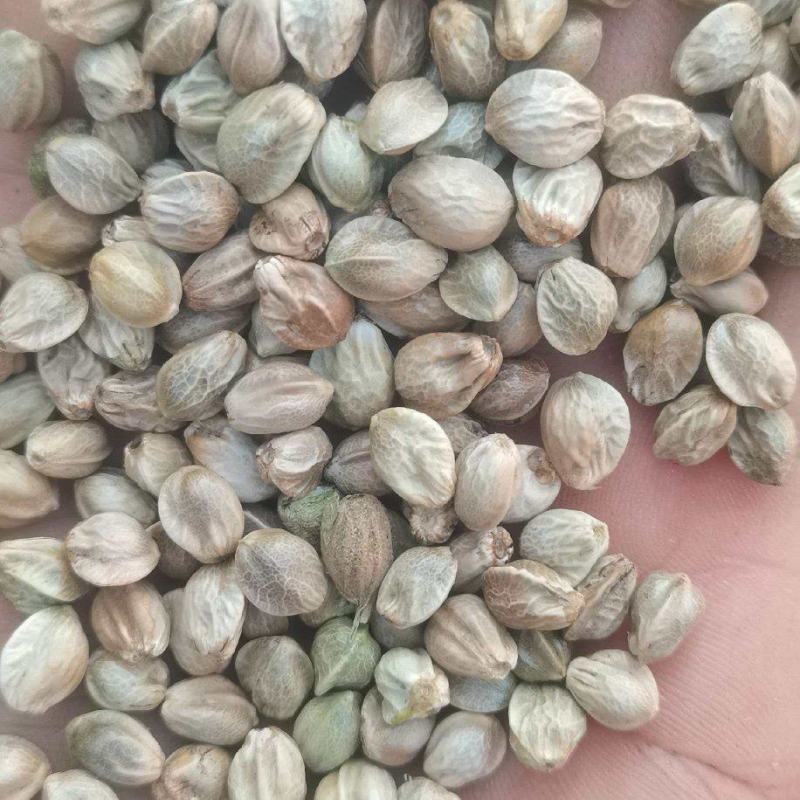 批发大麻子，颗粒饱满，无杂质。