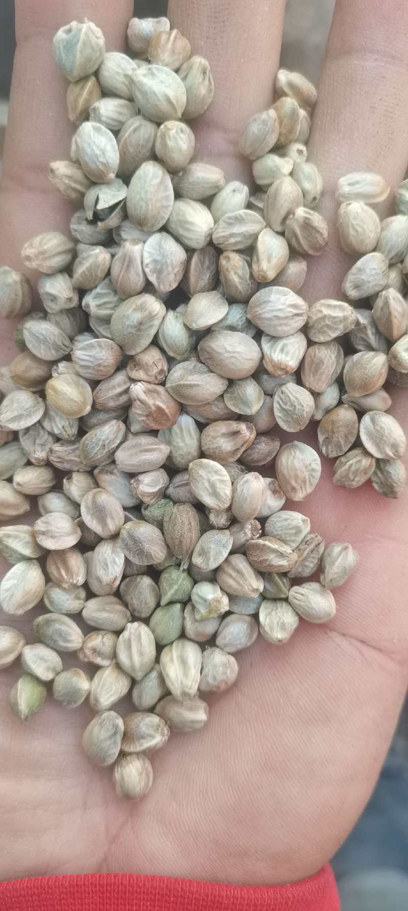 批发大麻子，颗粒饱满，无杂质。