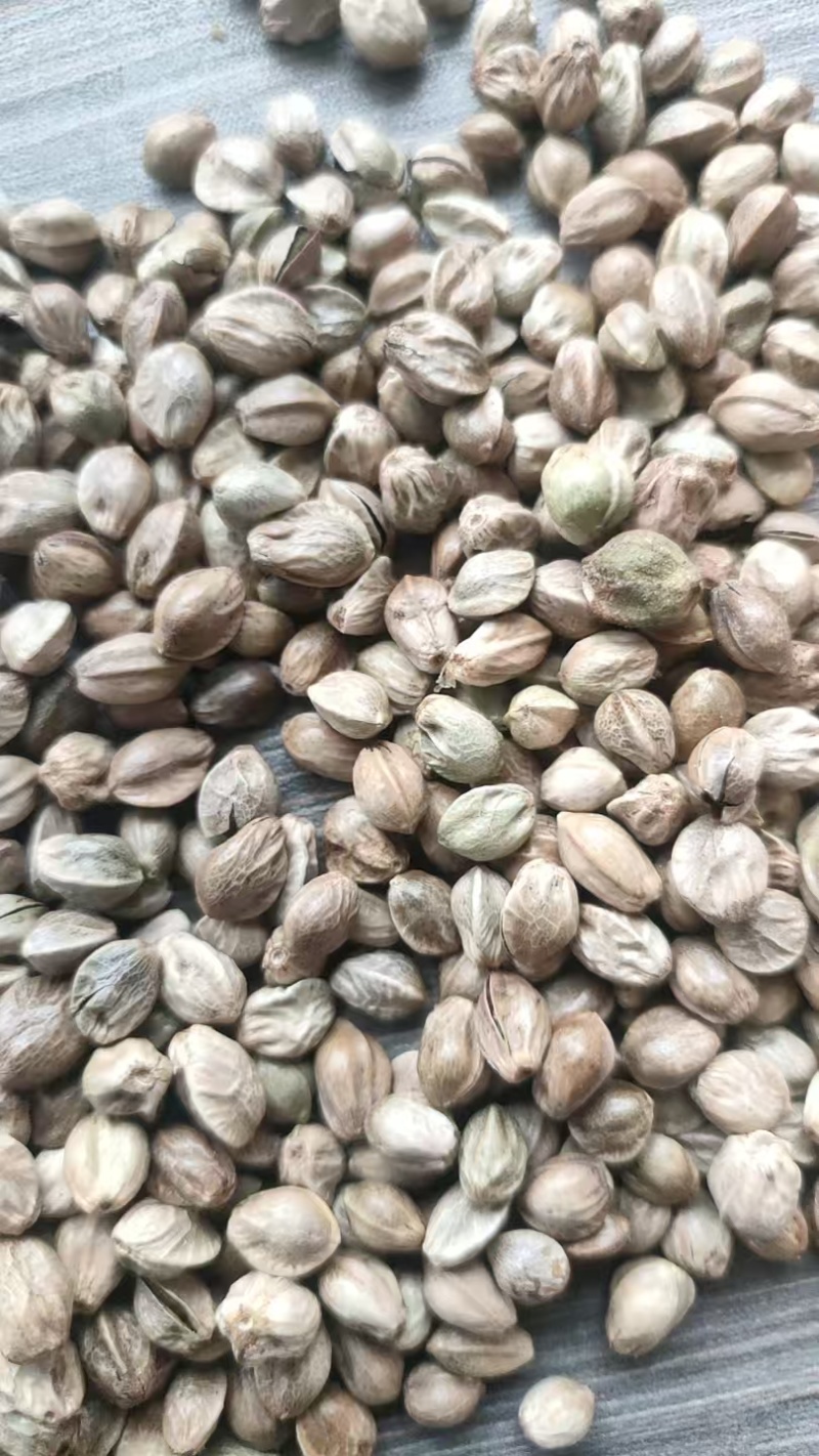 批发大麻子，颗粒饱满，无杂质。