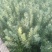 蚕豆