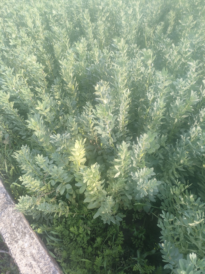 蚕豆