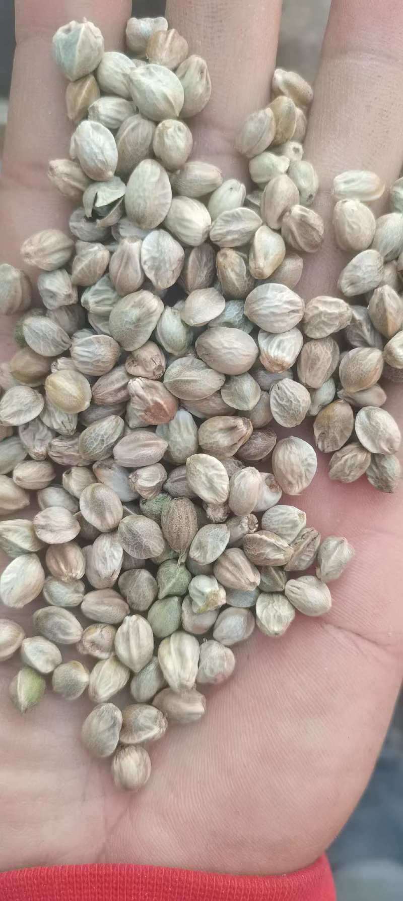 批发大麻子，颗粒饱满，无杂质。