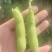 蚕豆