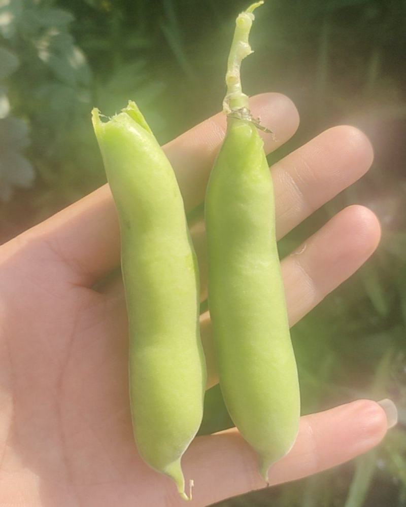 蚕豆