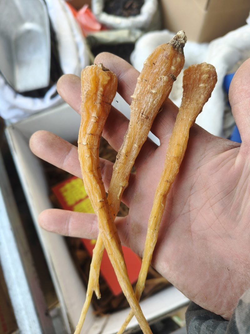 藏雪参正品西藏特产雪参大条新货血参煲鸡汤泡酒玉人参