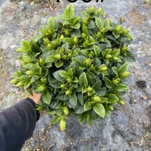 栀子花
