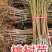甘肃省天水市秦安县北京七号树苗二年树苗