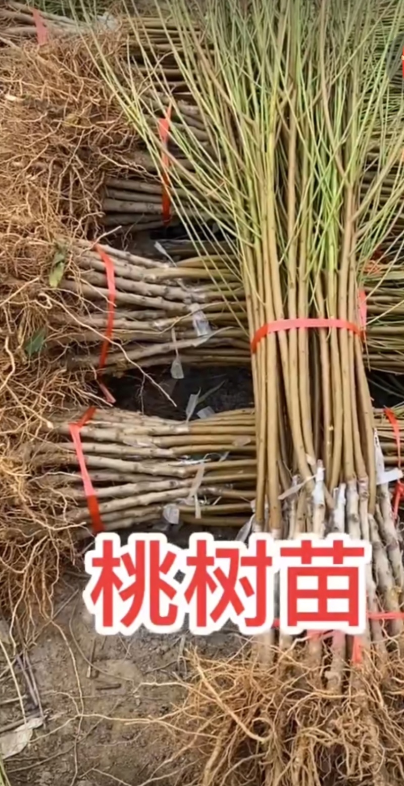甘肃省天水市秦安县北京七号树苗二年树苗