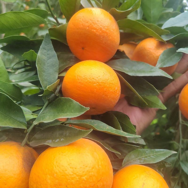 沃柑