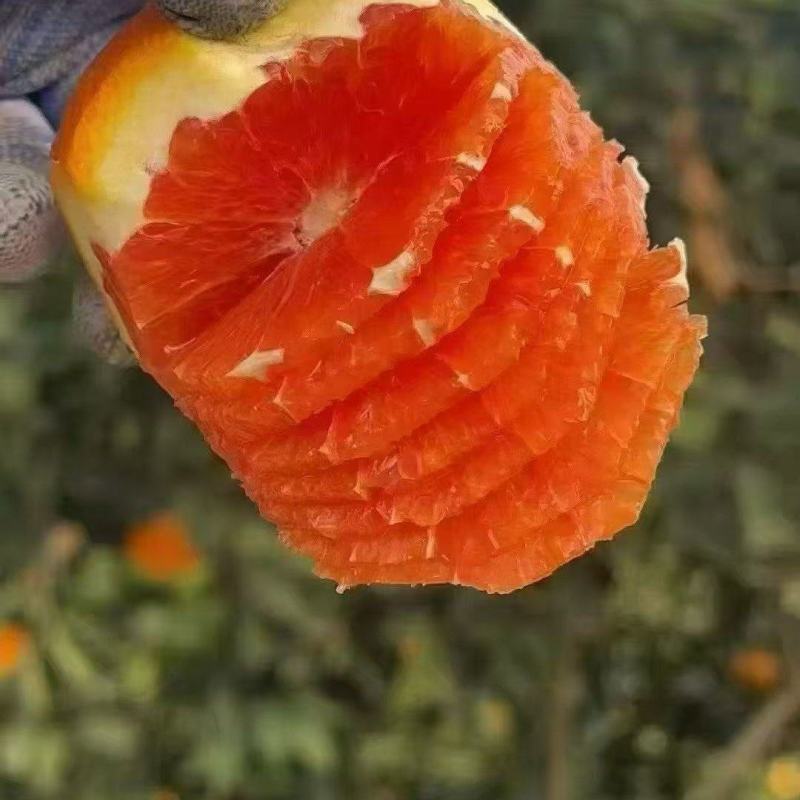 中华血橙大量发货中