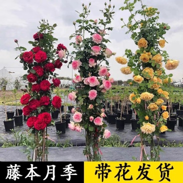 藤本月季爬藤月季欧月小苗中大苗红木香拱门花球花柱造型月季