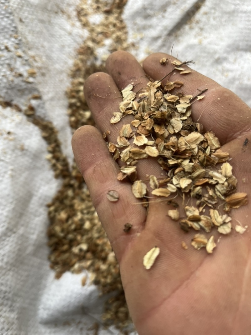 春夏播纯新当归种子散装中草药材种子岷县当归种子欧当归种子
