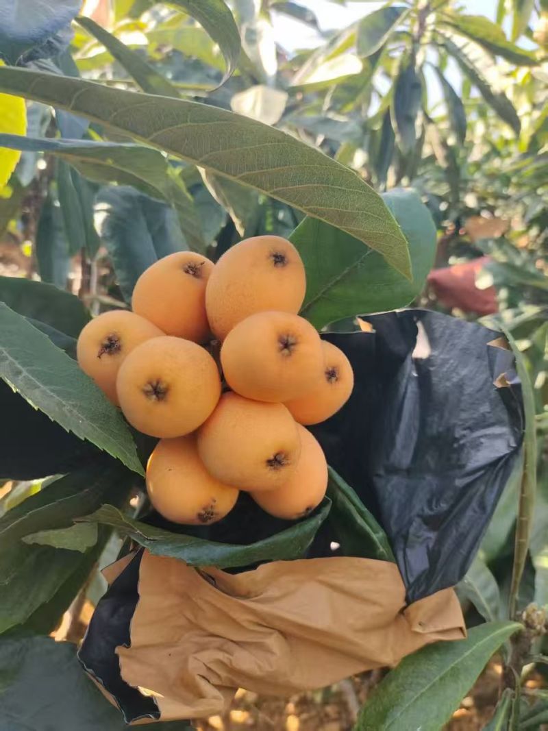 米易枇杷