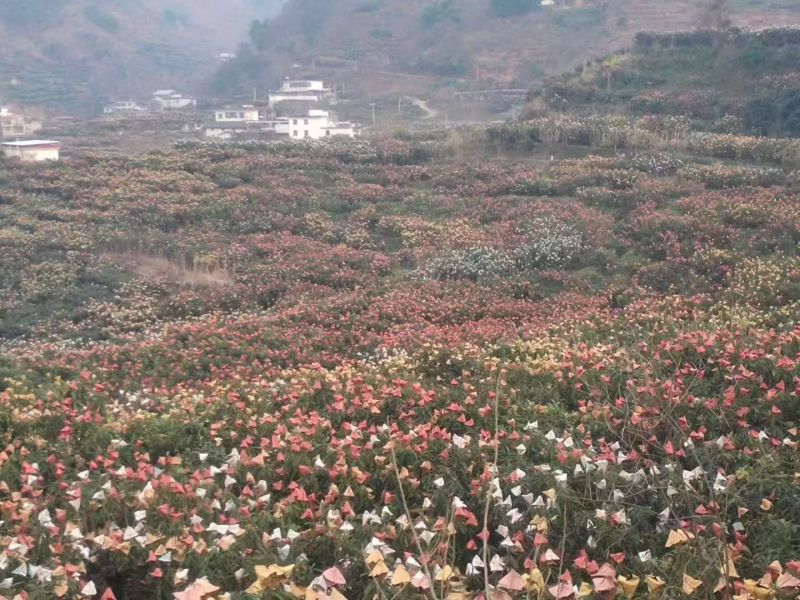 米易枇杷