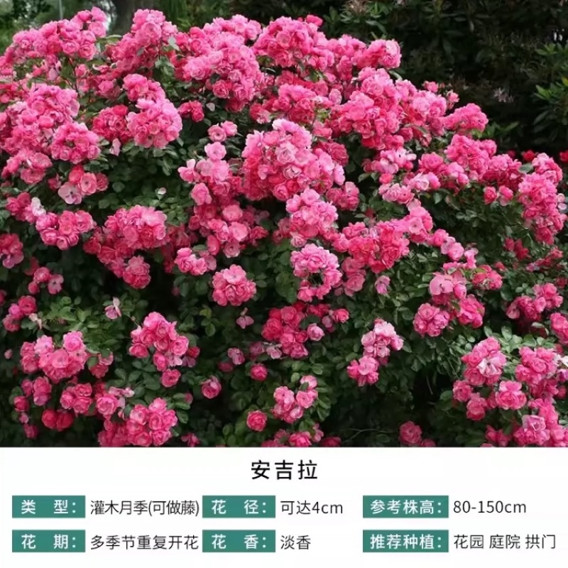 藤本月季爬藤月季欧月小苗中大苗红木香拱门花球花柱造型月季