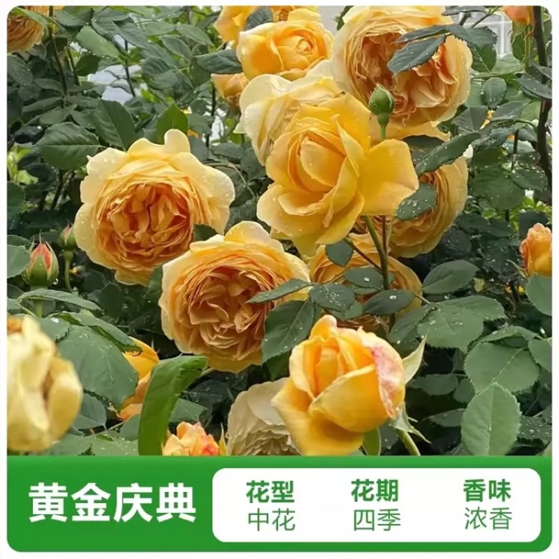 藤本月季爬藤月季欧月小苗中大苗红木香拱门花球花柱造型月季