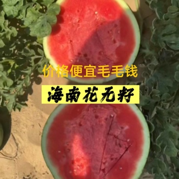 海南花无籽大量供应，4毛多钱，品质嘎嘎好，质量三包！