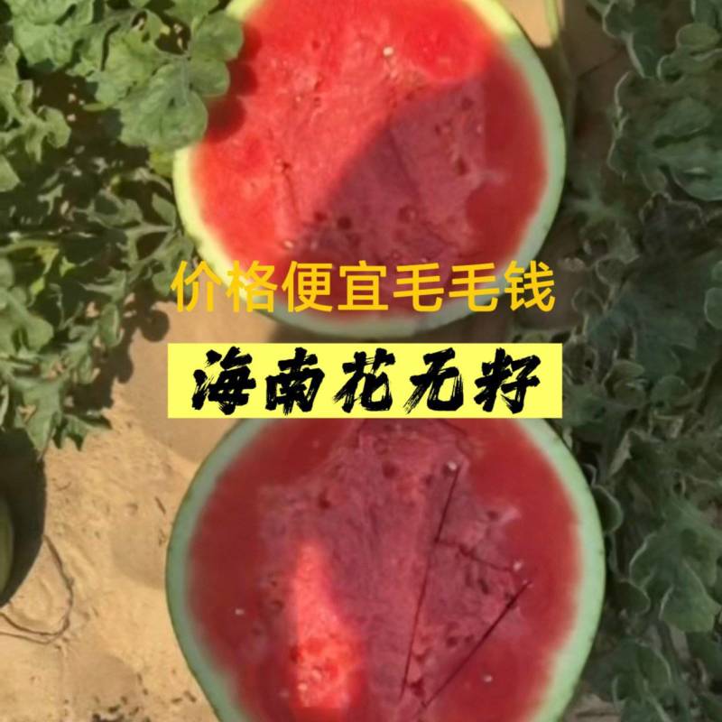 海南花无籽大量供应，4毛多钱，品质嘎嘎好，质量三包！