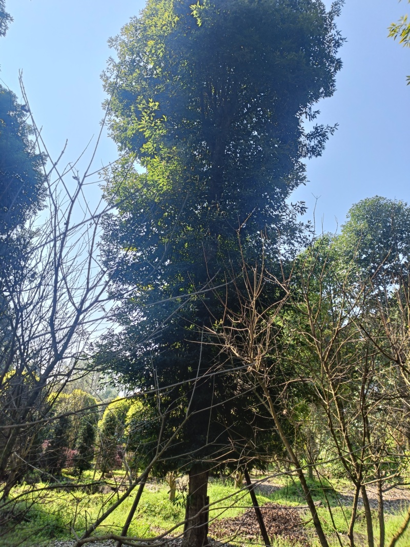 金丝楠木