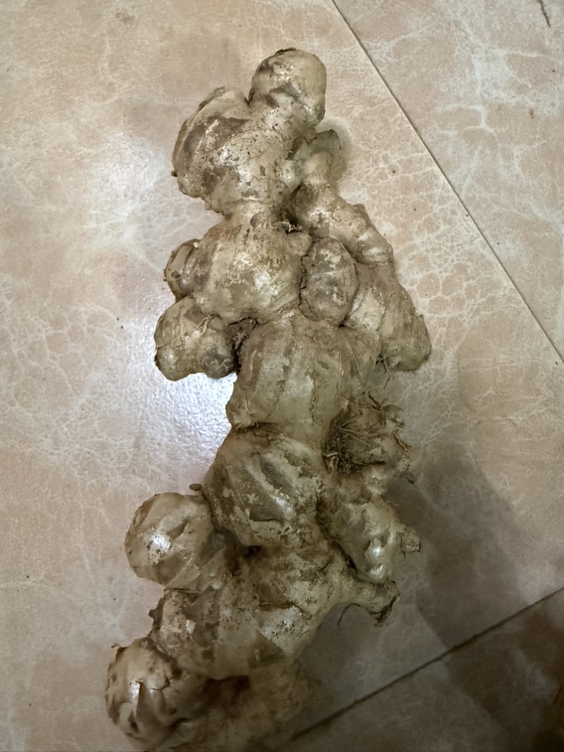 本地生姜，镇龙姜，1000斤起售，量大优惠