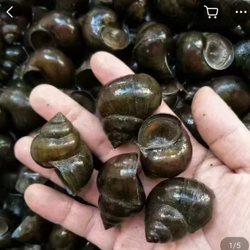 田螺大中小都有