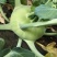 苤蓝