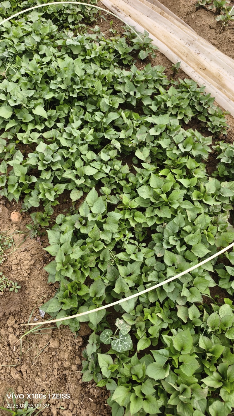 红薯苗原种脱毒种品种红薯苗西瓜红，济二六商薯十九等品种