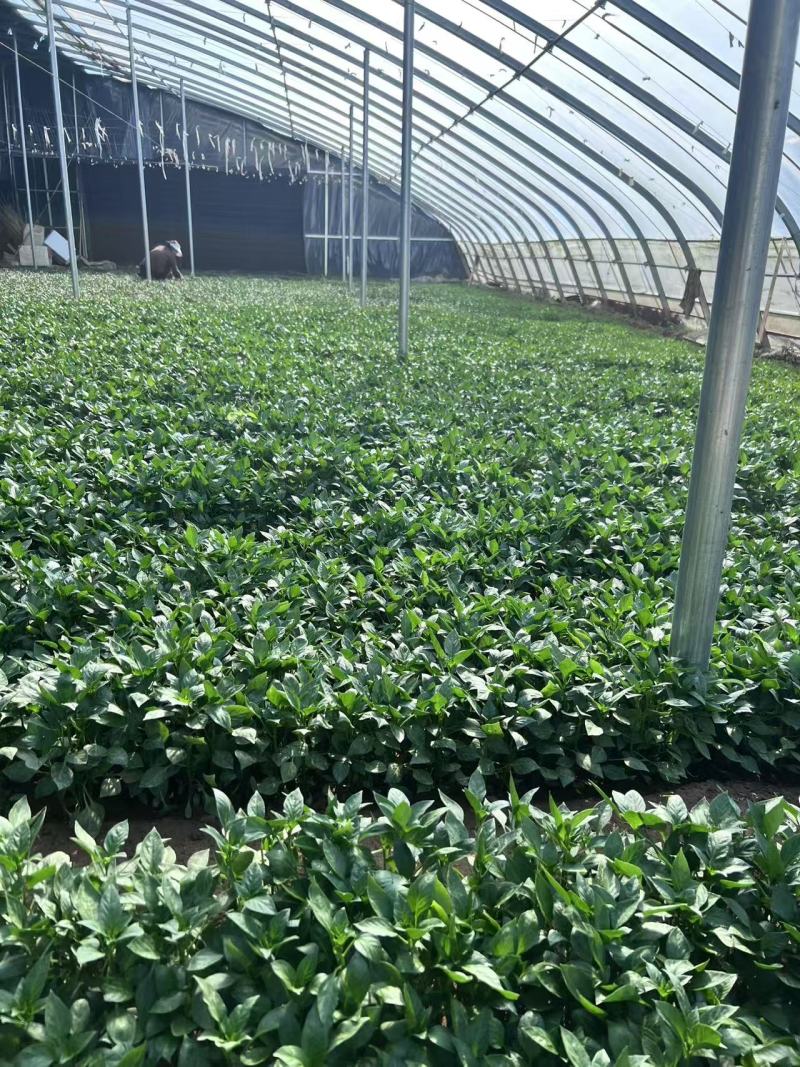 小米椒辣椒苗朝天椒苗现挖现发产量高膨果快包成活