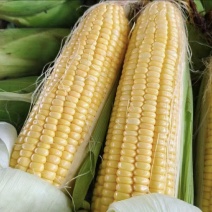 玉米水果玉米太阳花花糯白糯精品大量供应全国发货