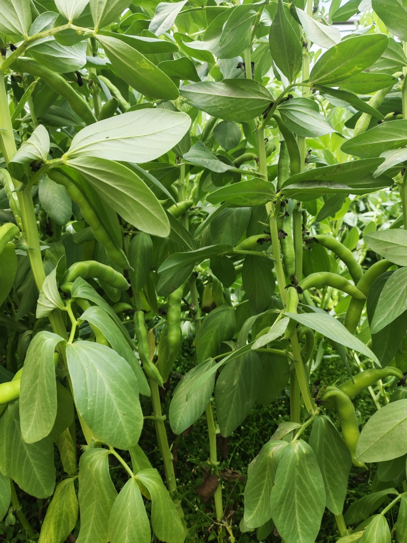 青蚕豆