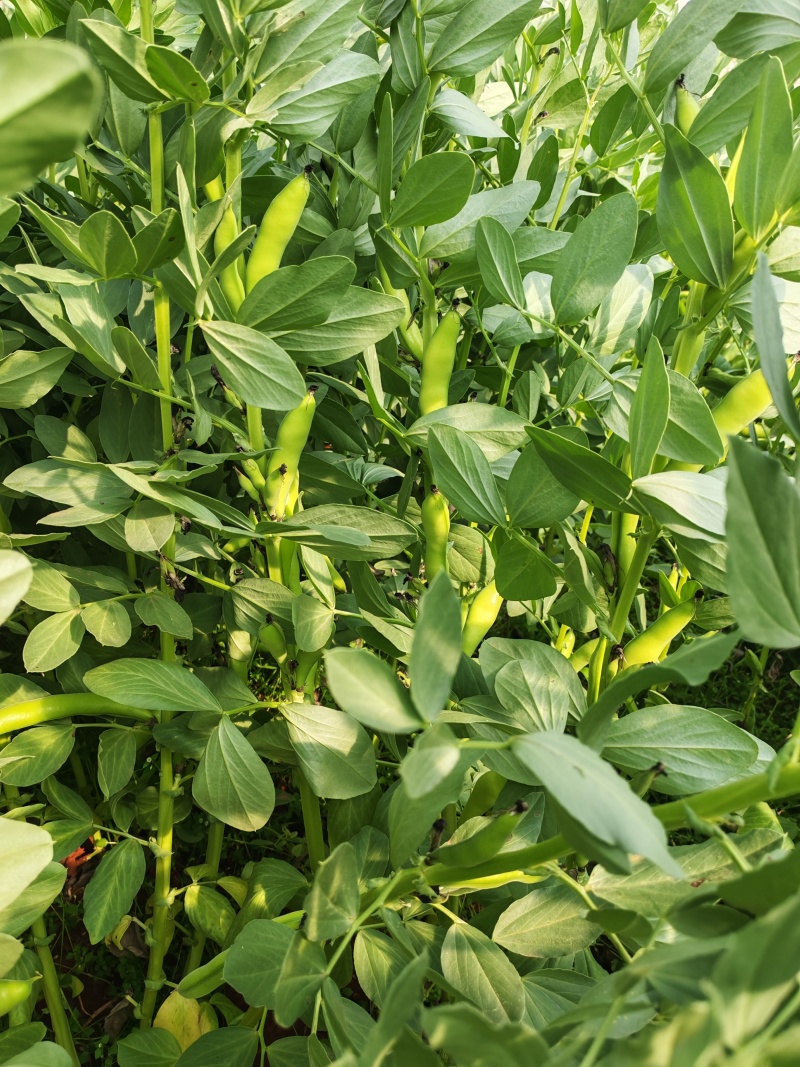 青蚕豆