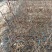 油蟠脆枣【蟠枣苗】支持视频看货，可发往全国市场！