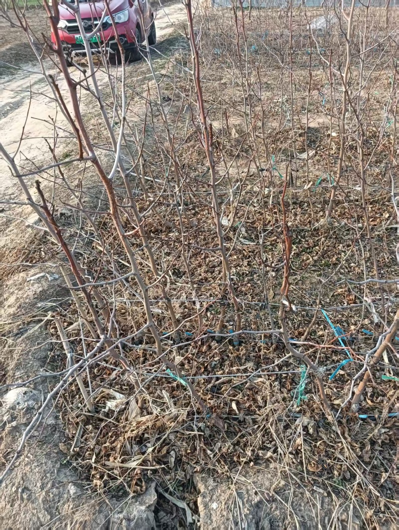 油蟠脆枣【蟠枣苗】支持视频看货，可发往全国市场！