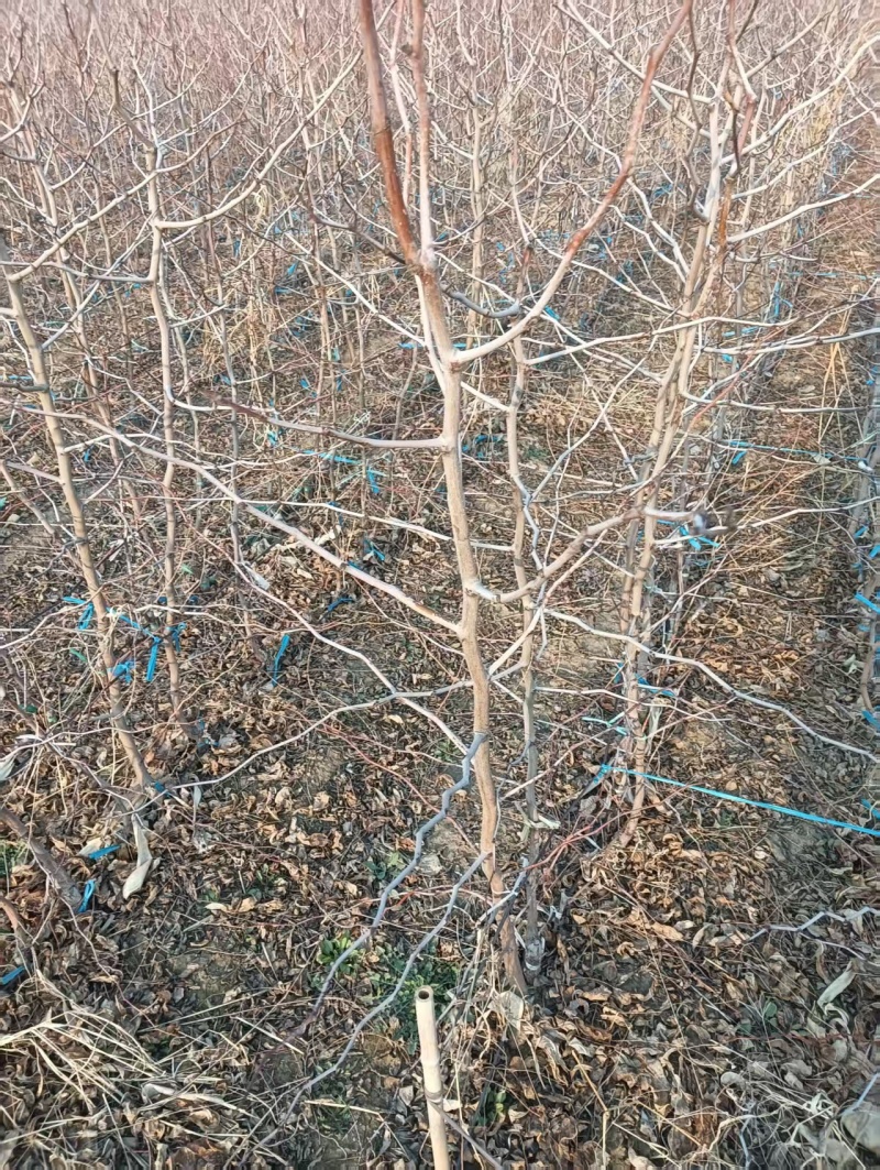 油蟠脆枣【蟠枣苗】支持视频看货，可发往全国市场！