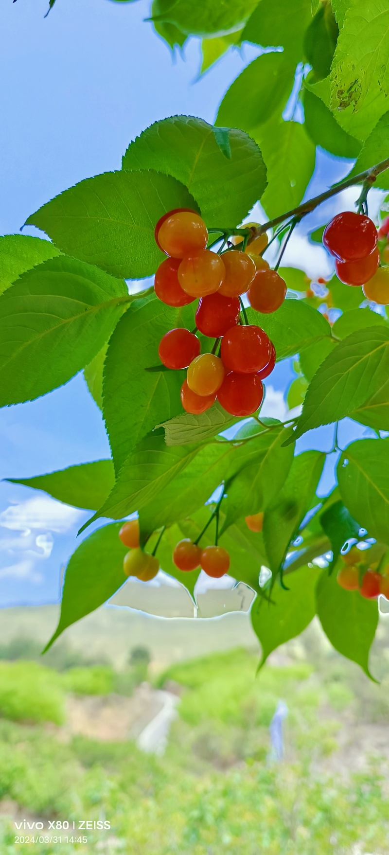 云南玛瑙红樱桃