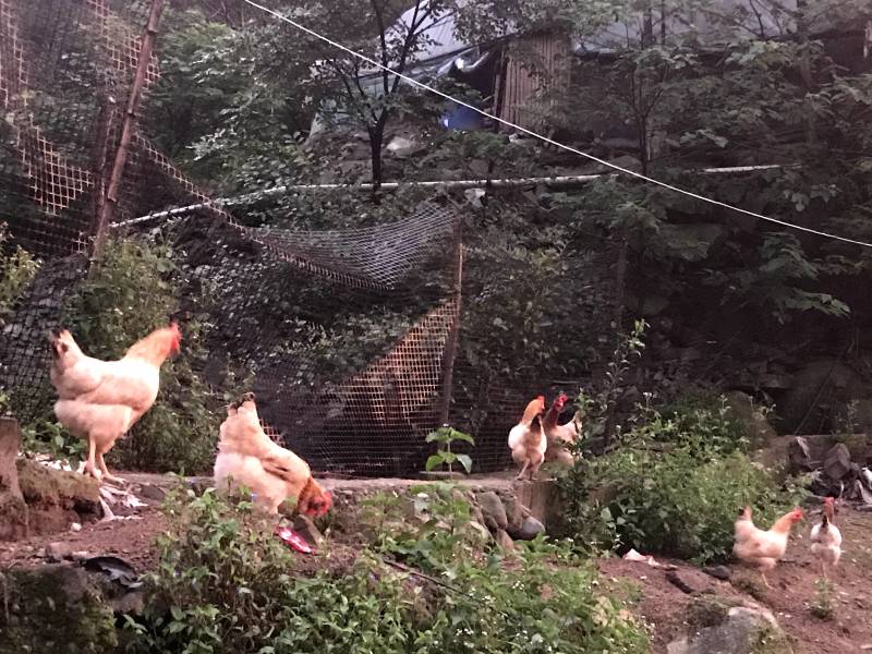 放养土鸡蛋