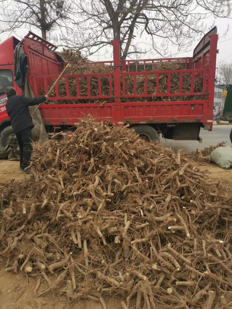 泡桐树根。育苗专用。四倍体泡桐。紫花泡桐。0.8~2公分
