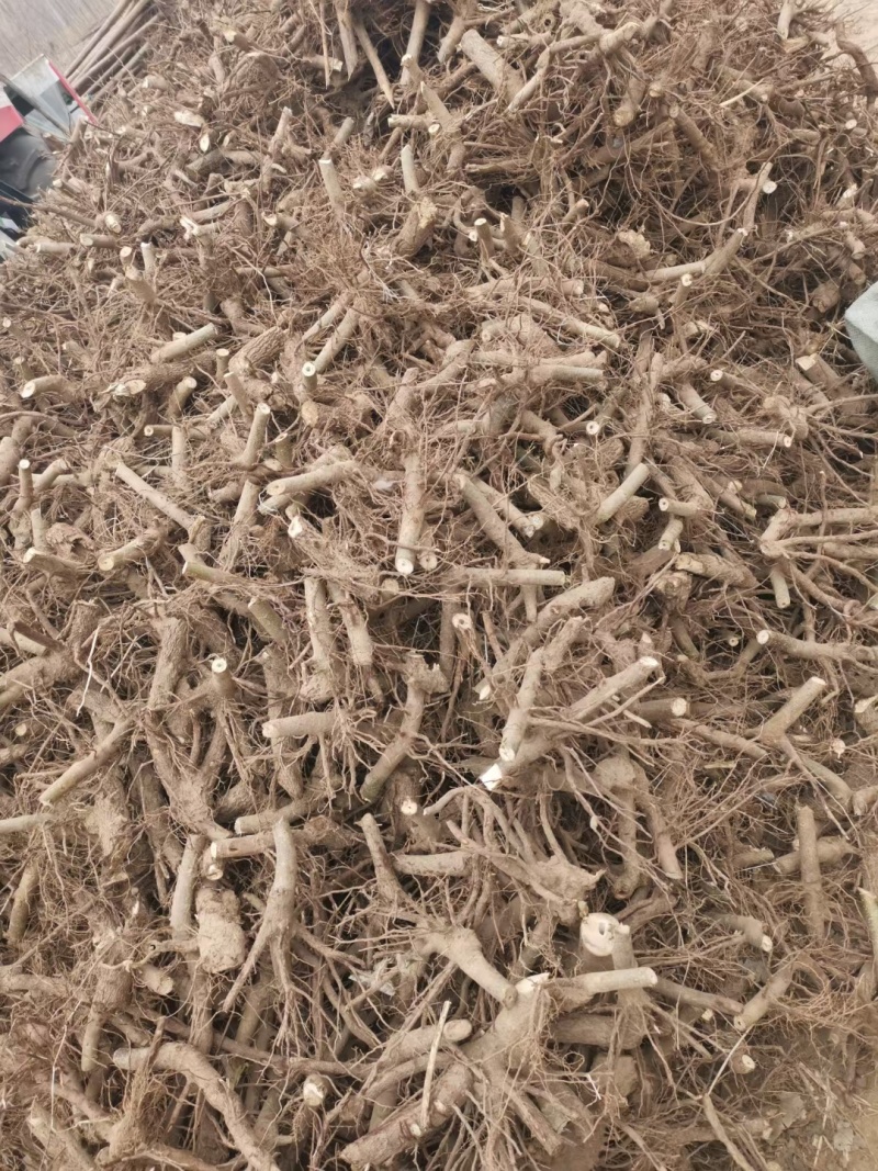 泡桐树根。育苗专用。四倍体泡桐。紫花泡桐。0.8~2公分